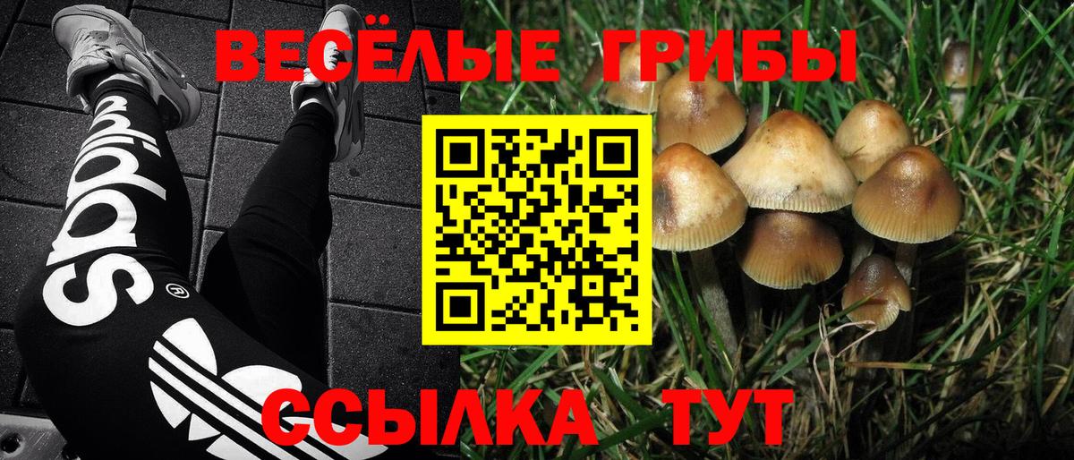Холмск  как найти закладки  Вход с VPN  Псилоцибиновые грибы Psilocybe 